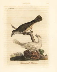 White bellbird, Procnias albus, male and female (Carunculated chatterer, Ampelis carunculata). Hand-coloured copperplate drawn and engraved by John Latham from his own A General History of Birds, Winchester