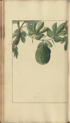 A page from the 