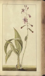 A page from the 