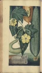 A page from the 