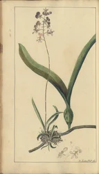 A page from the 