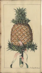 A page from the 