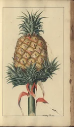 A page from the 