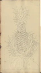 A page from the 