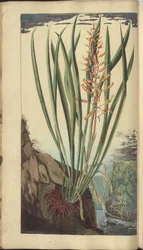 A page from the 