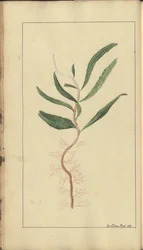 A Page from the 