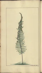 A page from the 