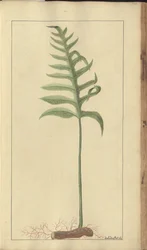 A page from the 