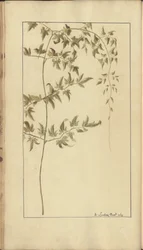 A page from the 
