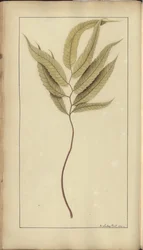 A page from the 