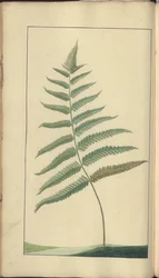 A Page from the 