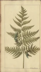 A Page from the 