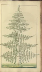 A page from the 