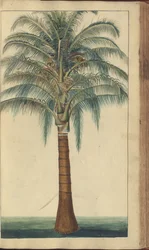 A Page from the 