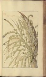 A page from the 