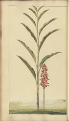 A page from the 
