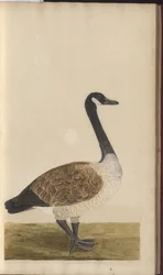 A Page from the 
