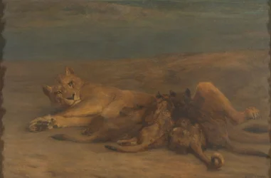 A lioness with four nursing cubs