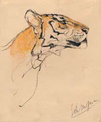 Head of a Tiger