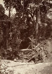 Tropical Scenery, The Brook El Bano, Chipigana