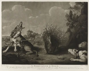 Porcupine and Three Dogs (A Porcupine & Dogs)