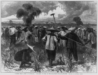 Chinese cheap labor in Louisiana - Chinamen at work on the Milloudon Sugar Plantation