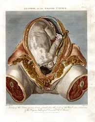 Anatomy of the Gravid Uterus