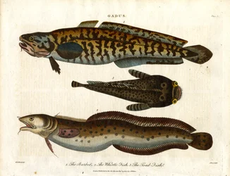 Burbot, Whiting-Fish and Toad-Fish