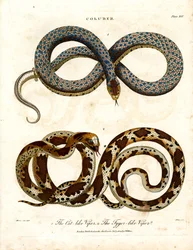 Cat-like and Tiger-like Vipers