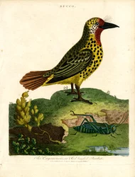 Cayenne Barbet