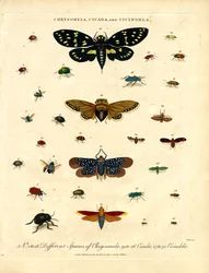 Chrysomela, Cicada and Cicindela