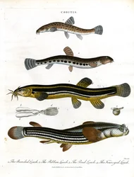 Various Loach Species