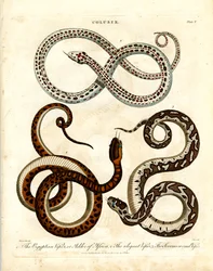 Three Species of Vipers