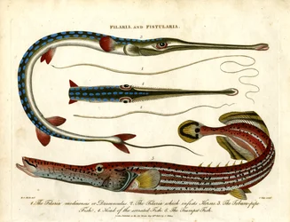 Thread Worms and Pipe Fishes