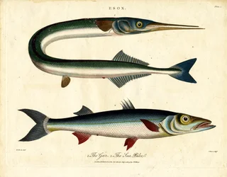 Gar and Sea Pike