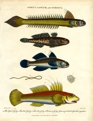 Gobies and Hairworm