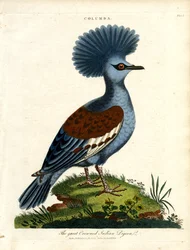 Great Crowned Indian Pigeon (Columba)