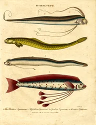 Ribbon Fishes