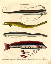 Ribbon Fish