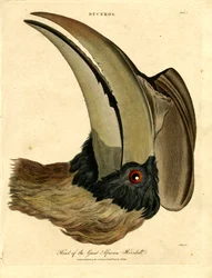 Head of the Great African Hornbill