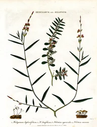 Hedysarum and Helotium