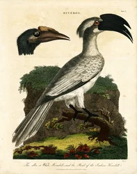 Hornbills