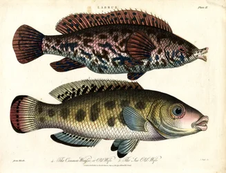 Labrus: Common Wrasse and Sea Wrasse