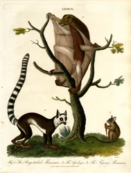 Lemurs - Three Species of Prosimians