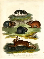 Lepus - Hares and Rodents