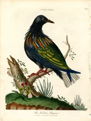 Nicobar Pigeon (Columba)