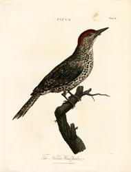 Nubian Woodpecker (Picus)