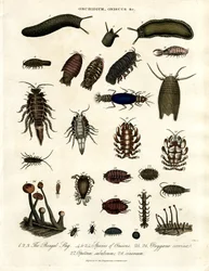 Onchidium, Oniscus and Other Arthropods