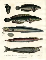 Ophicephalus and Ophidium