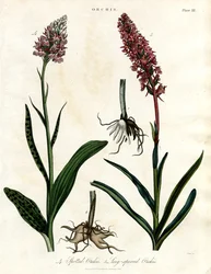 Orchids: Spotted and Long-spurred Orchis
